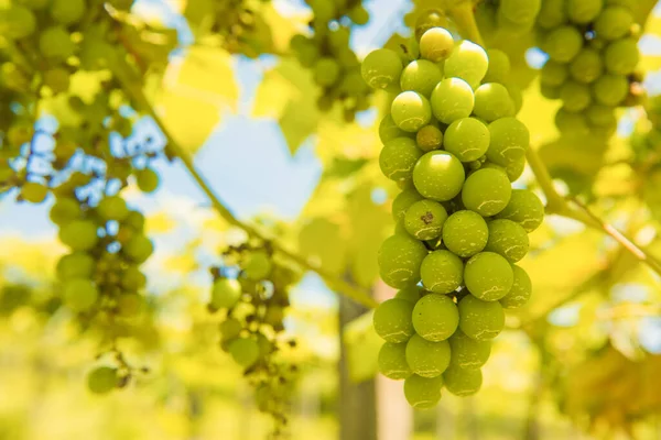 Bunch Grapes Fungi — Stock Photo, Image