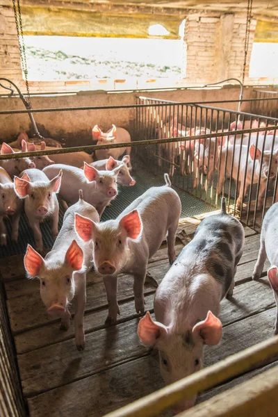 Pig Farms Confinement Mode — Stock Photo, Image