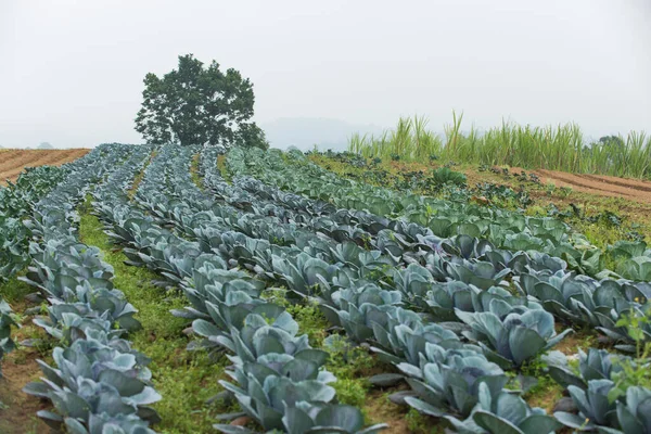 Cabbage Plantation in Family Farming