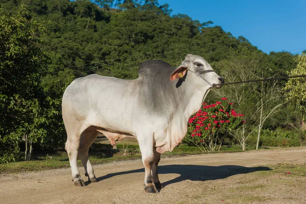 Brahman sığırlarının üremesi