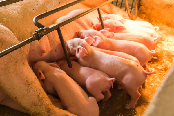 Pig Farms Confinement Mode — Stock Photo, Image