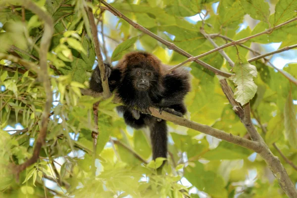 Ağaç Dalında Uluyan Maymun — Stok fotoğraf