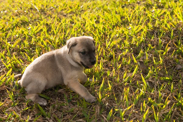 Szczeniak Labrador Piesek Trawniku Zaledwie Miesiąc — Zdjęcie stockowe