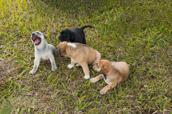 四只拉布拉多犬在草坪上 刚满一个月大 — 图库照片