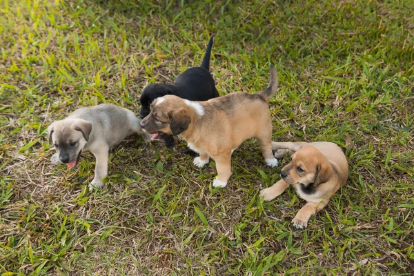 Vier Labrador Honden Puppy Gazon Slechts Een Maand Oud — Stockfoto