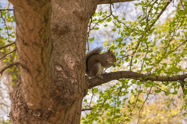 Σκίουρος Τρώγοντας Στο Κλαδί Από Ένα Δέντρο Στο Πάρκο — Φωτογραφία Αρχείου
