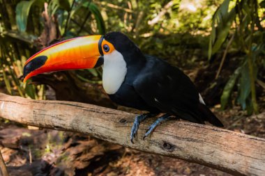 Foz do Iguacu Brazil 'deki kuş parkının türleri, Toucan toco