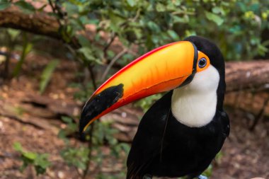 Foz do Iguacu Brazil 'deki kuş parkının türleri, Toucan toco