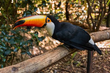 Foz do Iguacu Brazil 'deki kuş parkının türleri, Toucan toco