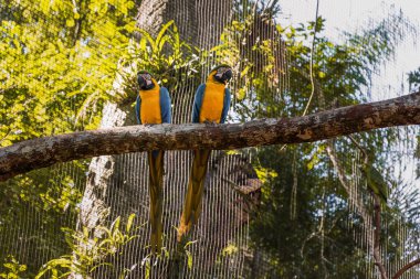 Foz do Iguacu Brazil, Ararauna 'daki kuş parkının türleri