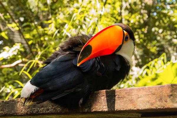 Specie Del Parco Degli Uccelli Foz Iguacu Brasile Toucan Toco — Foto Stock