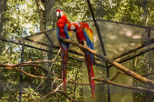 Specie Del Parco Degli Uccelli Foz Iguacu Brasile Araracanga Macaw — Foto Stock