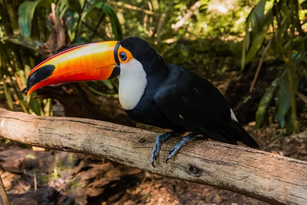 Вид Птичьего Парка Фос Игуаку Бразилия Тукан Токо — стоковое фото
