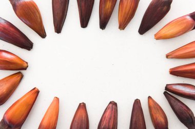 Beyaz arka planda Pinion meyveli Brezilya çamı.