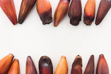 Beyaz arka planda Pinion meyveli Brezilya çamı.