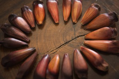 Ahşap arkaplanda çam ağacı meyvesi.