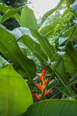 Flor de Caete, Güney Amerika 'ya özgü bir bitki, çoğunlukla Brezilyalı. Bilimsel adı Heliconia Velloziana, Heliconiaceae ailesi.