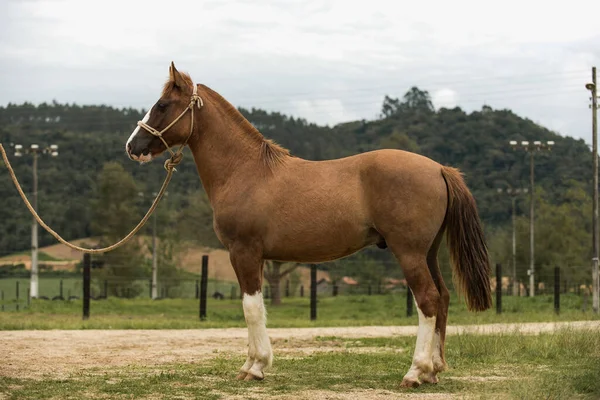 巴西克里奥尔人的马 Crioulo 巴西南部典型的人的马 — 图库照片
