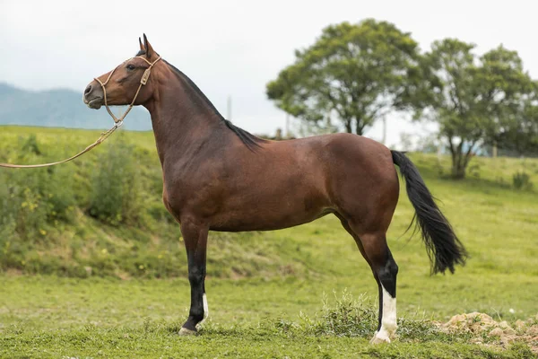 Brazilian Creole horse \