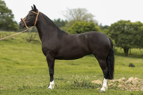 Cavalo Crioulo Brasileiro Crioulo Cavalo Típico Sul Brasil — Fotografia de Stock