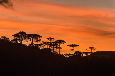 Sierra Catarinense 'de gün doğumu, Araucarias ormanının silueti ile renkli gökyüzü.