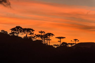 Sunrise in the Sierra Catarinense, colorful sky with silhouette of araucarias forest. clipart