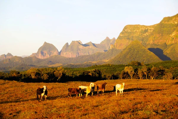 Dawn Serra Corvo Branco Santa Catarina Brazília Állattenyésztés — Stock Fotó