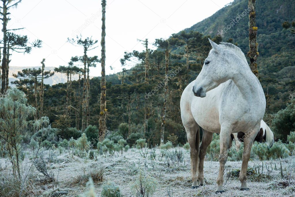 horse in Intense cold and severe winter with frost in southern Brazil