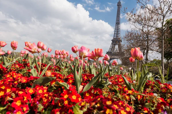 带有郁金香和花朵的花园 背景是埃菲尔铁塔 — 图库照片