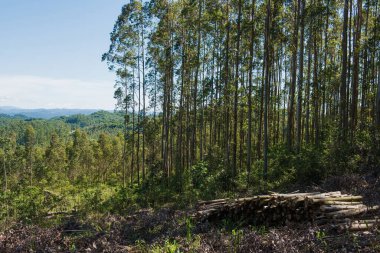 okaliptüs ağacının yeniden ağaçlandırılması ve çıkarılması.