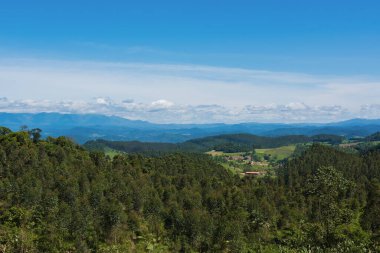 okaliptüs ağacının yeniden ağaçlandırılması ve çıkarılması.