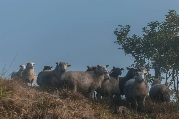 Intensive Grazing Sheep Cutting Wool Production — Stock Photo, Image