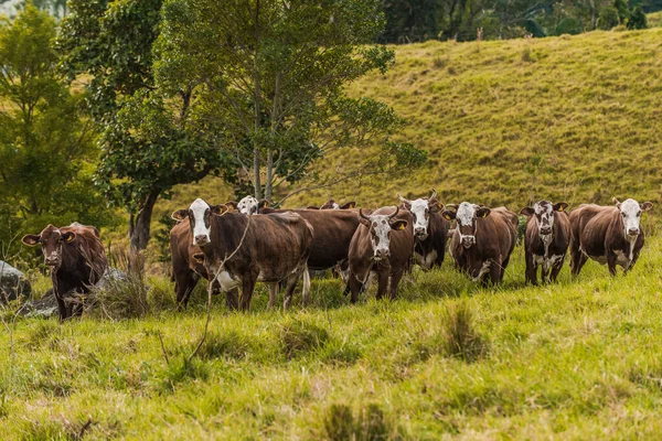 Βοοειδή Φυλή Hereford Και Φαινομενική Αναπαραγωγή Για Την Παραγωγή Γάλακτος Εικόνα Αρχείου