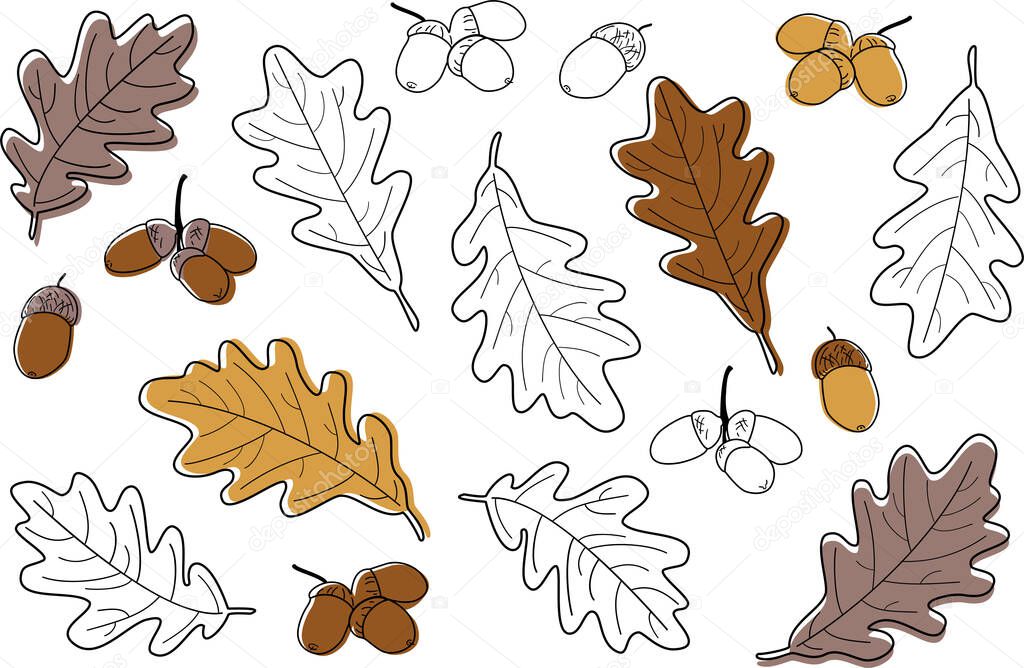 Vector illustration, set of oak autumn leaves and acorns. Vector leaves and nuts collection.