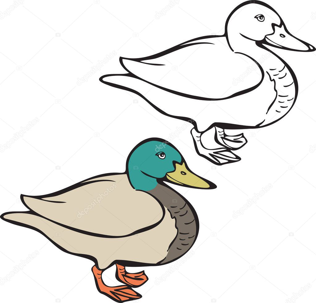Vector illustration of duck, realistic image and silhouette. Duck bird isolated vector.