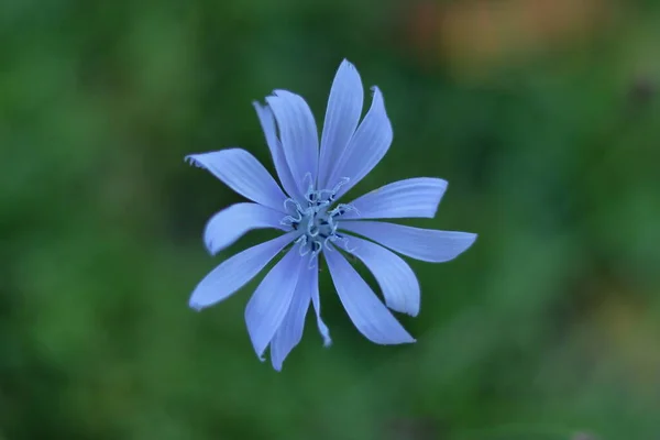 Tarlada çiçek yetişiyor.