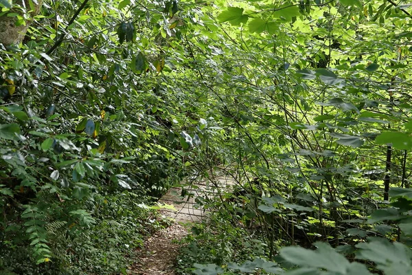 Yeşil bitki örtüsüyle parkta yol