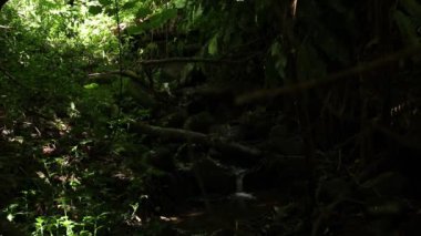 Parktaki yeşil bitkiler ve ağaçlar.