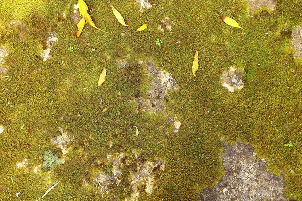 Pavimento Pietra Nel Parco Sintra — Foto Stock