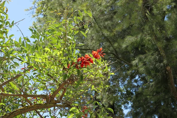 Tree with flowers in pure nature