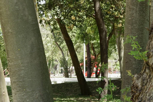 Tree in pure nature in Lisbon