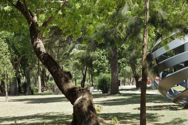 Lizbon 'da saf doğada bir ağaç