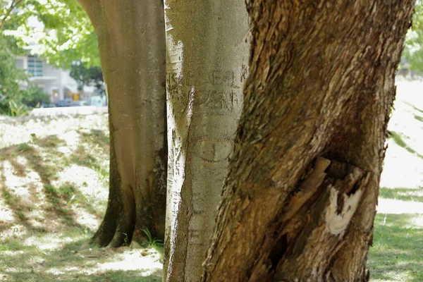 Lizbon 'da saf doğada bir ağaç