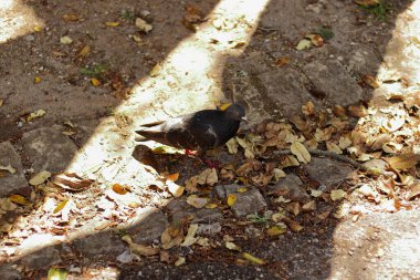 Parkta yürüyen gri renkli güvercin.