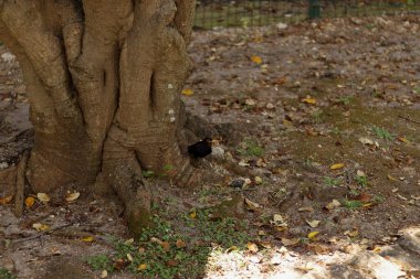 Doğada büyük bir ağaç ve siyah bir kuş