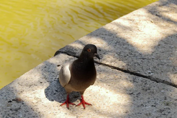 Parkta yürüyen gri renkli güvercin.