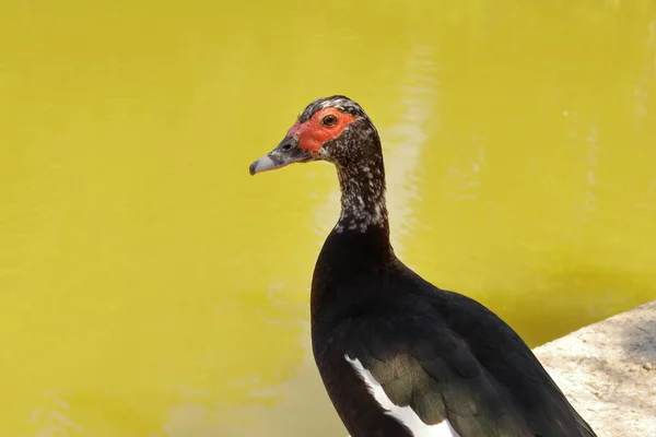 Duck Menonton Saat Aku Mengambil Gambar — Stok Foto