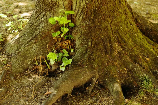 Großer Baum Der Natur Lissabon — Stockfoto