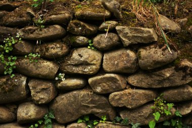 Bitkilerle dolu eski taş bir duvar.