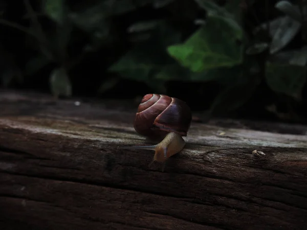 花园上的蜗牛 — 图库照片